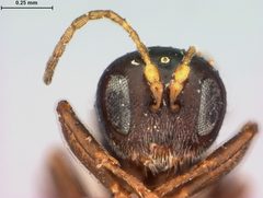 Bassettia gemmae by the Smithsonian. Used under a CC0 license.