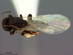 Bassettia gemmae by the Smithsonian. Used under a CC0 license.