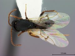 Bassettia tenuana by the Smithsonian. Used under a CC0 license.