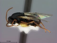 Bassettia tenuana by the Smithsonian. Used under a CC0 license.