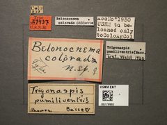 Belonocnema colorado by the Smithsonian. Used under a CC0 license.