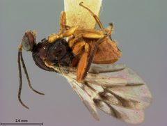 Biorhiza ocala by the Smithsonian. Used under a CC0 license.