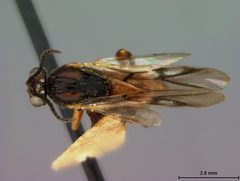 Biorhiza ocala by the Smithsonian. Used under a CC0 license.