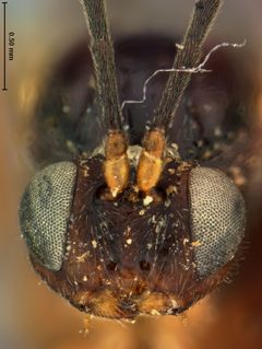 Biorhiza ocala by the Smithsonian. Used under a CC0 license.