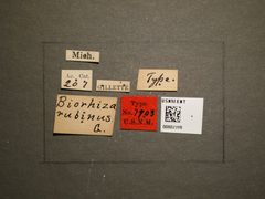 Biorhiza rubinus by the Smithsonian. Used under a CC0 license.