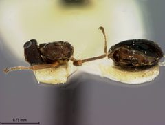 Biorhiza rubinus by the Smithsonian. Used under a CC0 license.