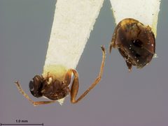 Biorhiza rubinus by the Smithsonian. Used under a CC0 license.