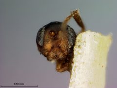 Biorhiza rubinus by the Smithsonian. Used under a CC0 license.