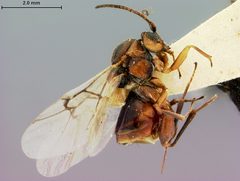 Callirhytis balanacea by the Smithsonian. Used under a CC0 license.
