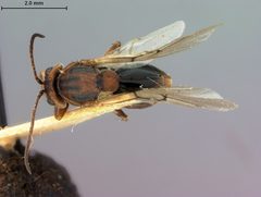 Callirhytis balanacea by the Smithsonian. Used under a CC0 license.