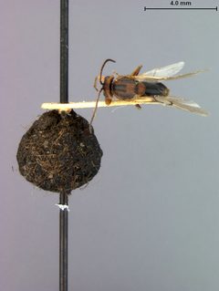 Callirhytis balanacea by the Smithsonian. Used under a CC0 license.