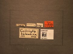 Callirhytis balanacea by the Smithsonian. Used under a CC0 license.