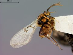 Callirhytis balanopsis by the Smithsonian. Used under a CC0 license.