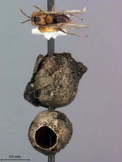 Callirhytis balanopsis by the Smithsonian. Used under a CC0 license.