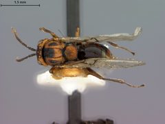 Callirhytis balanopsis by the Smithsonian. Used under a CC0 license.