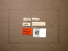 Callirhytis carmelensis by the Smithsonian. Used under a CC0 license.