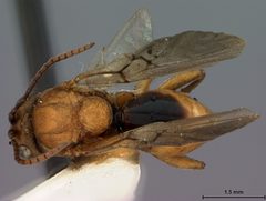 Callirhytis carmelensis by the Smithsonian. Used under a CC0 license.