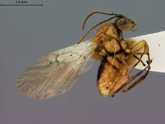 Callirhytis carmelensis by the Smithsonian. Used under a CC0 license.
