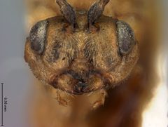 Callirhytis carmelensis by the Smithsonian. Used under a CC0 license.