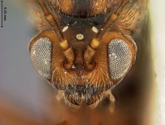 Callirhytis furva by the Smithsonian. Used under a CC0 license.