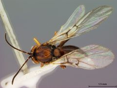 Callirhytis furva by the Smithsonian. Used under a CC0 license.