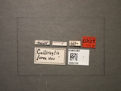 Callirhytis furva by the Smithsonian. Used under a CC0 license.