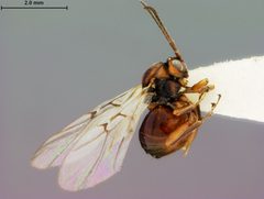 Callirhytis furva by the Smithsonian. Used under a CC0 license.