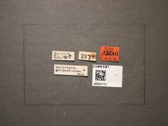 Callirhytis gallaestriatae by the Smithsonian. Used under a CC0 license.