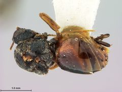 Callirhytis gallaestriatae by the Smithsonian. Used under a CC0 license.