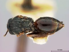 Callirhytis gallaestriatae by the Smithsonian. Used under a CC0 license.