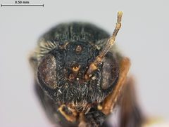 Callirhytis gallaestriatae by the Smithsonian. Used under a CC0 license.