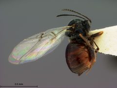 Callirhytis juvenca by the Smithsonian. Used under a CC0 license.