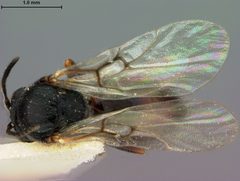 Callirhytis juvenca by the Smithsonian. Used under a CC0 license.