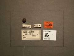 Callirhytis juvenca by the Smithsonian. Used under a CC0 license.
