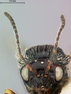 Callirhytis juvenca by the Smithsonian. Used under a CC0 license.
