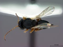 Ceroptres cornigera by the Smithsonian. Used under a CC0 license.