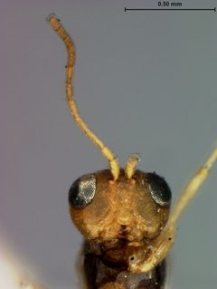 Ceroptres pomiformis by the Smithsonian. Used under a CC0 license.