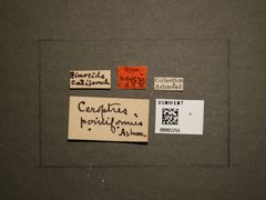 Ceroptres pomiformis by the Smithsonian. Used under a CC0 license.