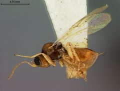 Ceroptres pomiformis by the Smithsonian. Used under a CC0 license.