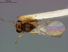 Ceroptres pomiformis by the Smithsonian. Used under a CC0 license.