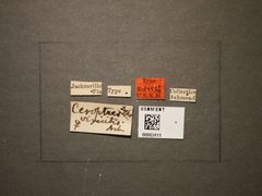 Ceroptres virentis by the Smithsonian. Used under a CC0 license.