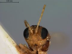 Ceroptres virentis by the Smithsonian. Used under a CC0 license.