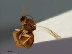 Ceroptres virentis by the Smithsonian. Used under a CC0 license.