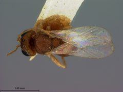 Ceroptres virentis by the Smithsonian. Used under a CC0 license.