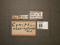 Cynips washingtonensis by the Smithsonian. Used under a CC0 license.