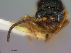 Diastrophus fragariae by the Smithsonian. Used under a CC0 license.