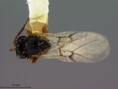 Diastrophus fragariae by the Smithsonian. Used under a CC0 license.