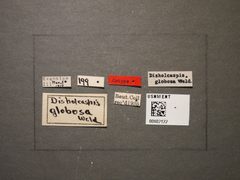 Disholcaspis globosa by the Smithsonian. Used under a CC0 license.