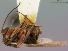 Disholcaspis globosa by the Smithsonian. Used under a CC0 license.
