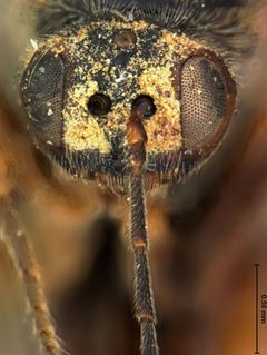 Disholcaspis globosa by the Smithsonian. Used under a CC0 license.